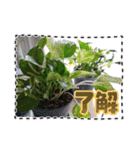 癒やし植物スタンプ（個別スタンプ：9）