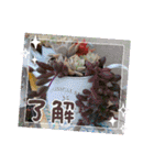 癒やし植物スタンプ（個別スタンプ：10）