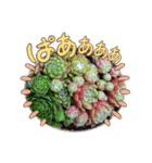 癒やし植物スタンプ（個別スタンプ：12）