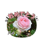癒やし植物スタンプ（個別スタンプ：13）