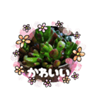 癒やし植物スタンプ（個別スタンプ：14）