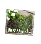 癒やし植物スタンプ（個別スタンプ：16）