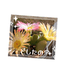 癒やし植物スタンプ（個別スタンプ：17）