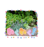 癒やし植物スタンプ（個別スタンプ：20）