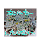 癒やし植物スタンプ（個別スタンプ：22）