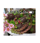 癒やし植物スタンプ（個別スタンプ：24）