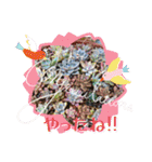 癒やし植物スタンプ（個別スタンプ：25）