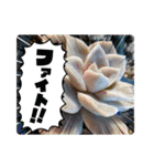癒やし植物スタンプ（個別スタンプ：26）