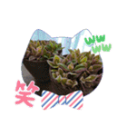 癒やし植物スタンプ（個別スタンプ：27）