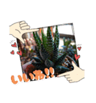 癒やし植物スタンプ（個別スタンプ：28）