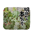 癒やし植物スタンプ（個別スタンプ：30）