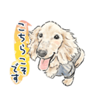 【敬語】犬好き集合！かわいいワンちゃんズ（個別スタンプ：11）