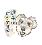 【敬語】犬好き集合！かわいいワンちゃんズ（個別スタンプ：13）