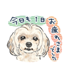 【敬語】犬好き集合！かわいいワンちゃんズ（個別スタンプ：19）