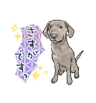 【敬語】犬好き集合！かわいいワンちゃんズ（個別スタンプ：25）