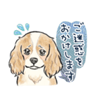 【敬語】犬好き集合！かわいいワンちゃんズ（個別スタンプ：36）