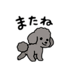 マルチーズ＆トイプードルのLINEスタンプ（個別スタンプ：1）