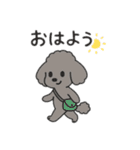 マルチーズ＆トイプードルのLINEスタンプ（個別スタンプ：8）