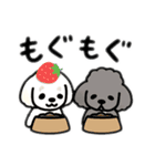 マルチーズ＆トイプードルのLINEスタンプ（個別スタンプ：15）