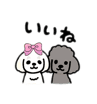 マルチーズ＆トイプードルのLINEスタンプ（個別スタンプ：21）