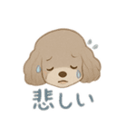 マルチーズ＆トイプードルのLINEスタンプ（個別スタンプ：24）