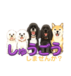 我が家の癒しアメコカのチョコ＆リント（個別スタンプ：10）
