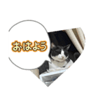 猫です可愛いでしょ（個別スタンプ：2）