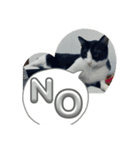 猫です可愛いでしょ（個別スタンプ：7）