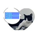 猫です可愛いでしょ（個別スタンプ：11）
