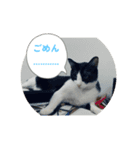 猫です可愛いでしょ（個別スタンプ：25）