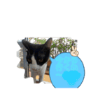 猫です可愛いでしょ（個別スタンプ：30）