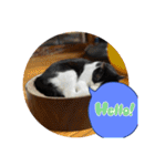 猫です可愛いでしょ（個別スタンプ：35）