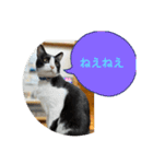 猫です可愛いでしょ（個別スタンプ：36）