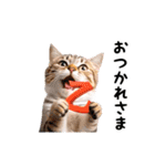 動く！リアル猫の日常3（個別スタンプ：1）
