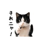 動く！リアル猫の日常3（個別スタンプ：4）