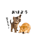 動く！リアル猫の日常3（個別スタンプ：10）