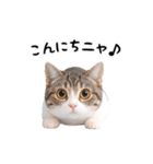 動く！リアル猫の日常3（個別スタンプ：12）