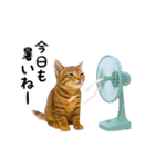 動く！リアル猫の日常3（個別スタンプ：13）