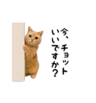 動く！リアル猫の日常3（個別スタンプ：15）
