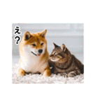 動く！リアル猫の日常3（個別スタンプ：16）