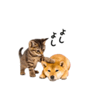 動く！リアル猫の日常3（個別スタンプ：17）