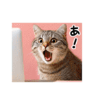 動く！リアル猫の日常3（個別スタンプ：18）