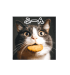 動く！リアル猫の日常3（個別スタンプ：19）