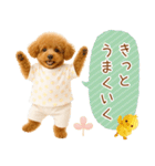 ポジティブな気持ちを伝える☆プードル（個別スタンプ：8）