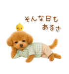 ポジティブな気持ちを伝える☆プードル（個別スタンプ：13）