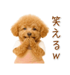 ポジティブな気持ちを伝える☆プードル（個別スタンプ：20）