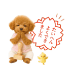 ポジティブな気持ちを伝える☆プードル（個別スタンプ：21）