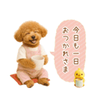 ポジティブな気持ちを伝える☆プードル（個別スタンプ：24）