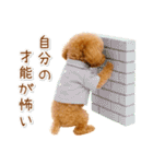 ポジティブな気持ちを伝える☆プードル（個別スタンプ：27）