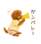 ポジティブな気持ちを伝える☆プードル（個別スタンプ：29）